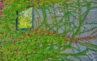 Quinta da Lage Alta | Pinheiro Grande